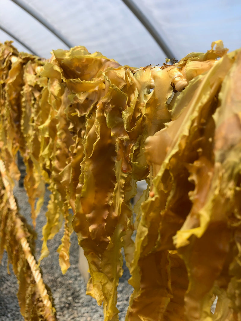 Sugar Kelp farmed by Chatham Kelp hanging in the sun to dry